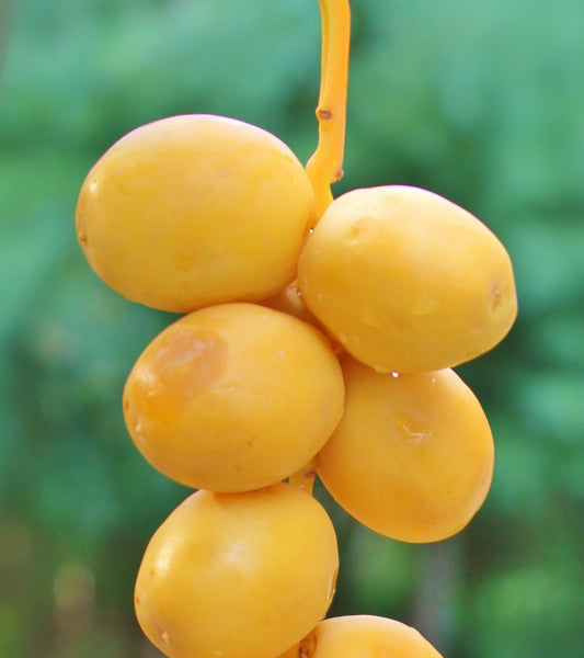 Yellow Barhi dates